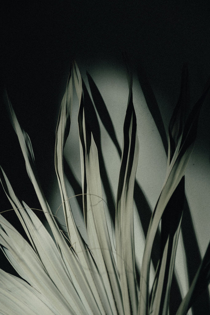 Green palm leaves casting a shadow on the wall behind them